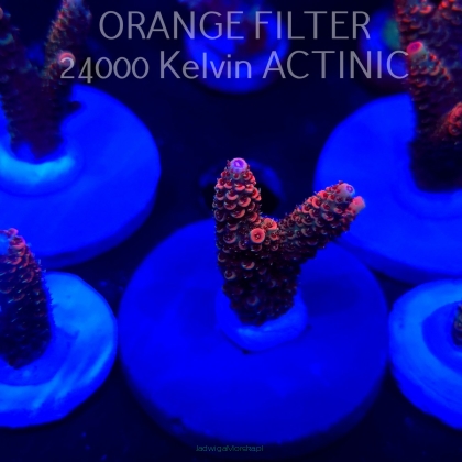 Acropora MILLEPORA JF SOLAR FLAME (04.10.2025)  4cm