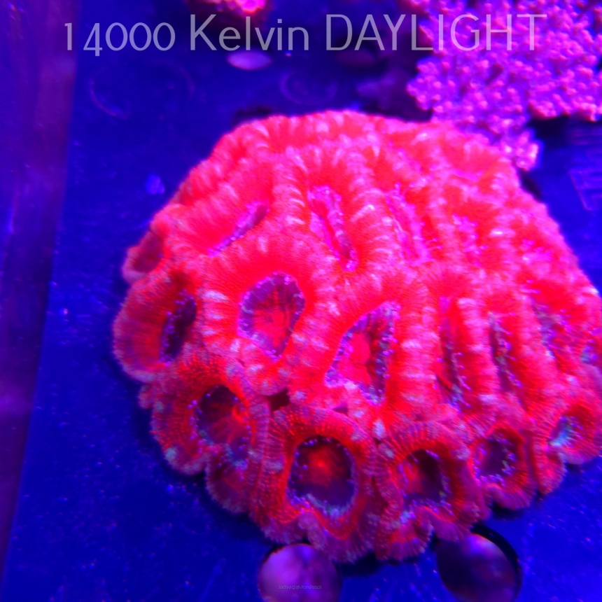 Acanthastrea lordhowensis RED + PINK TIPS (04.03.2026)  35P+ XXL