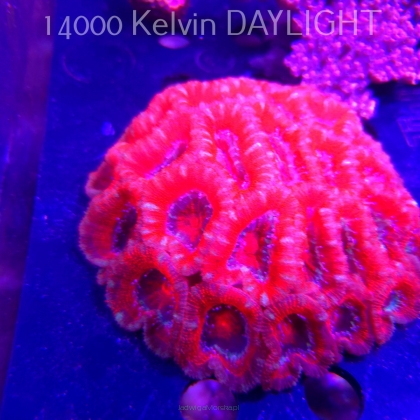 Acanthastrea lordhowensis RED + PINK TIPS (04.03.2026)  35P+ XXL