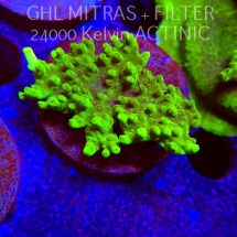 Acropora WWC Castells Banana (20.02.2025) L4-I-31  6cm