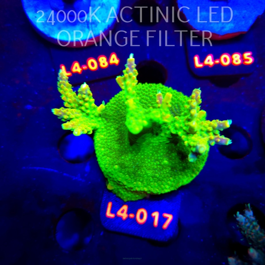 Acropora RR RAINBOW LOOM  (20.05.2026) L4-017  7cm