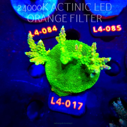 Acropora RR RAINBOW LOOM  (20.05.2026) L4-017  7cm