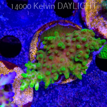 Acropora WWC Castells Banana (21.06.2025) L4-I-31  7cm
