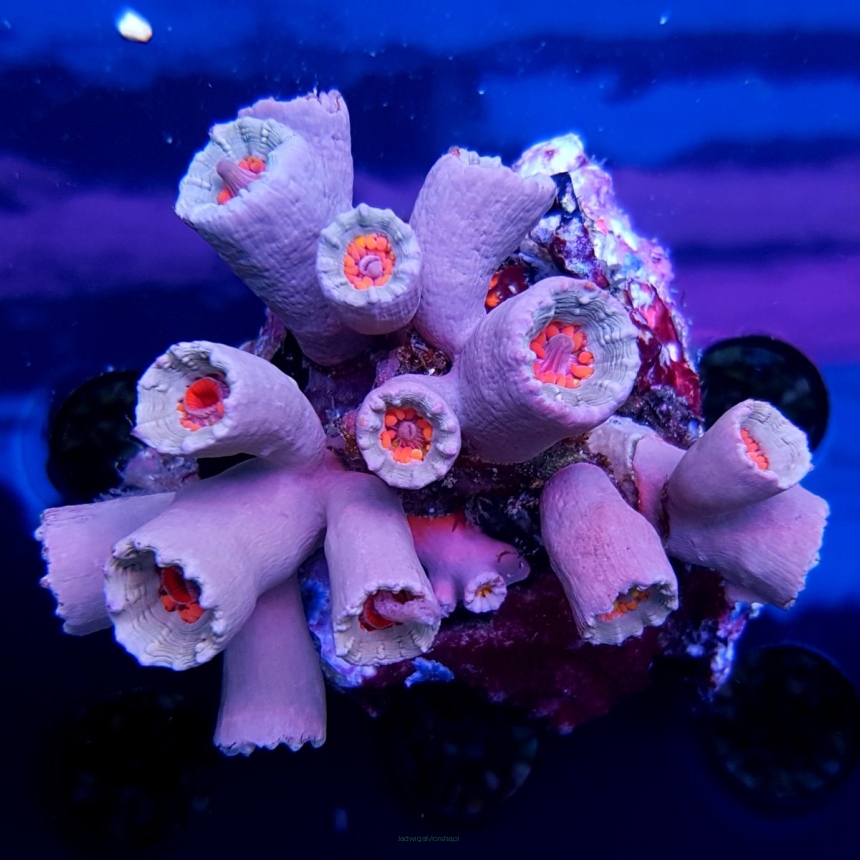 Tubastrea spp. orange