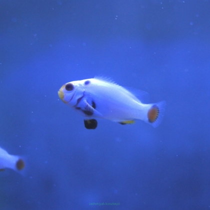 Amphiprion ocellaris Platinium 2 cm TANK BRED