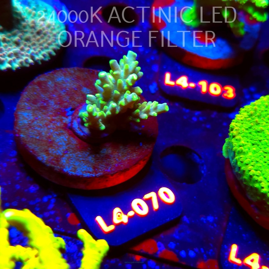 Acropora sp. PREMIUM AUSTRALIA  (07.01.2026) L4-070  3cm