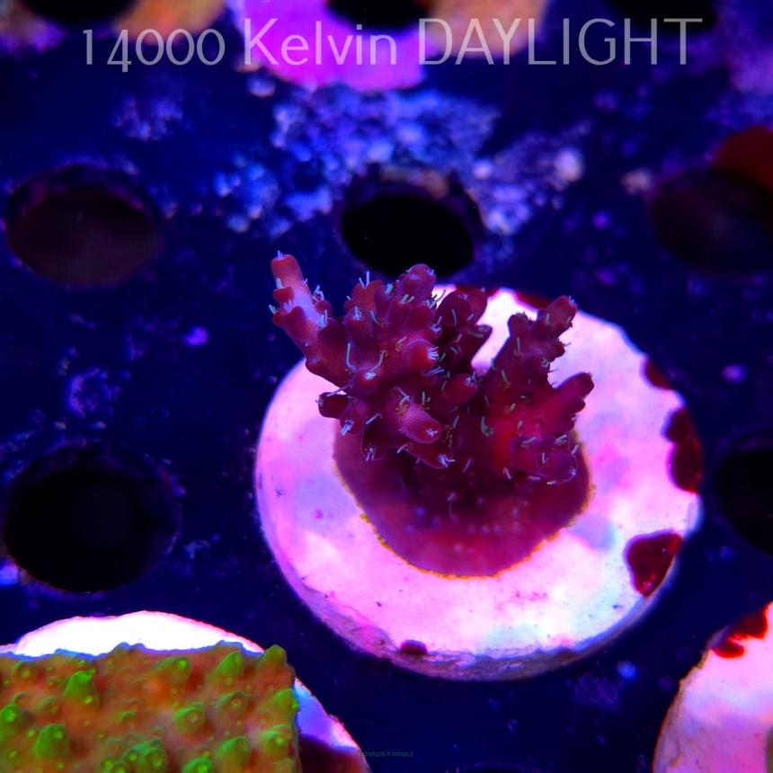 Acropora microclados CHEMICAL ROMANCE (19.06.2025) L3-III-12  4cm