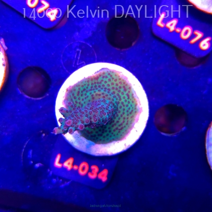 Acropora sp. PREMIUM AUSTRALIA (19.05.2026) L4-034  6cm