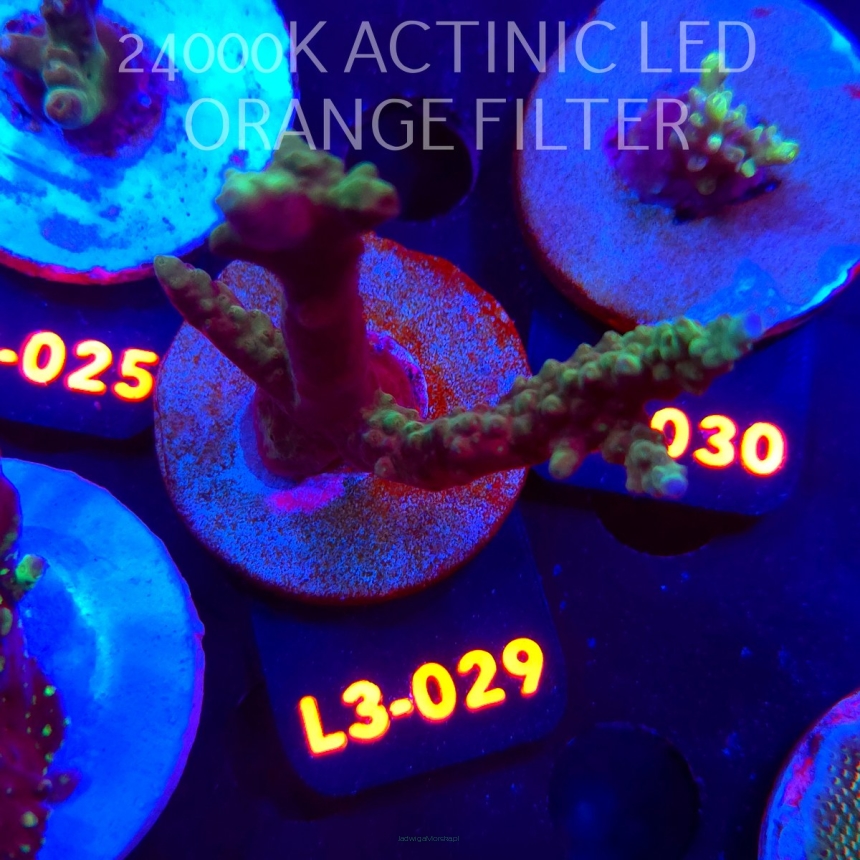 Acropora sp. AUSTRALIA (08.05.2026) L3-029  9cm