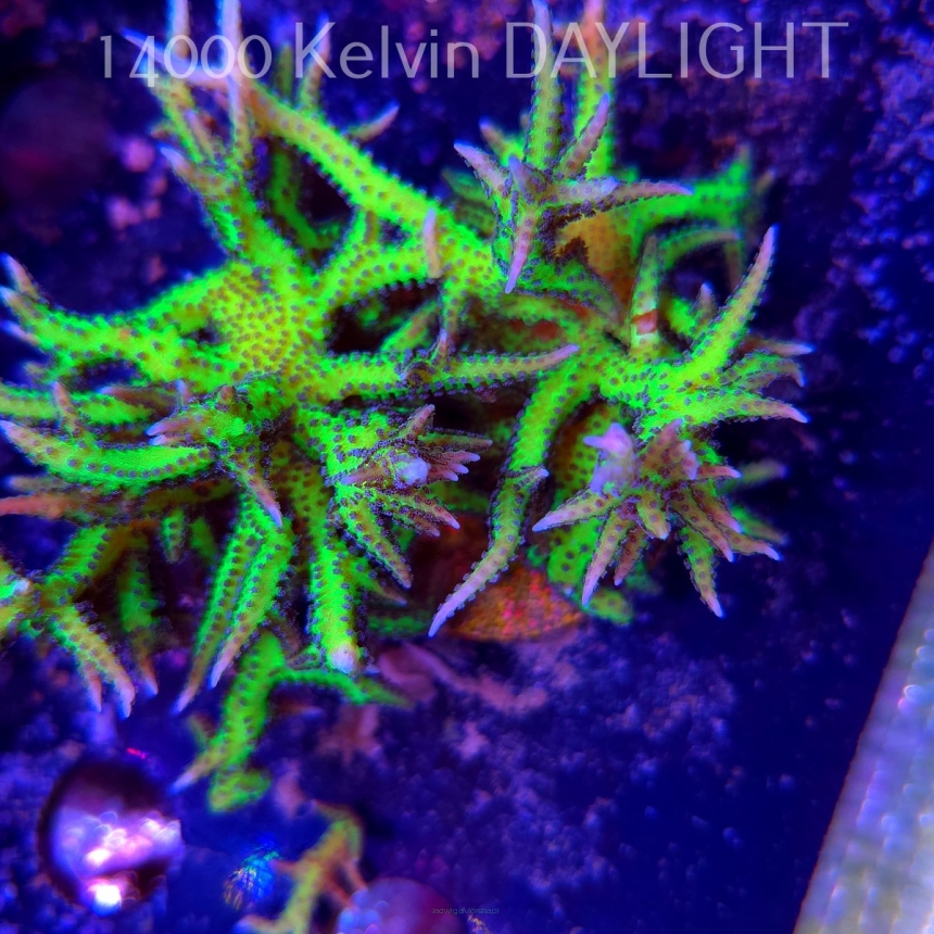 Seriatopora hystrix YELLOW (18.05.2025)  10cm