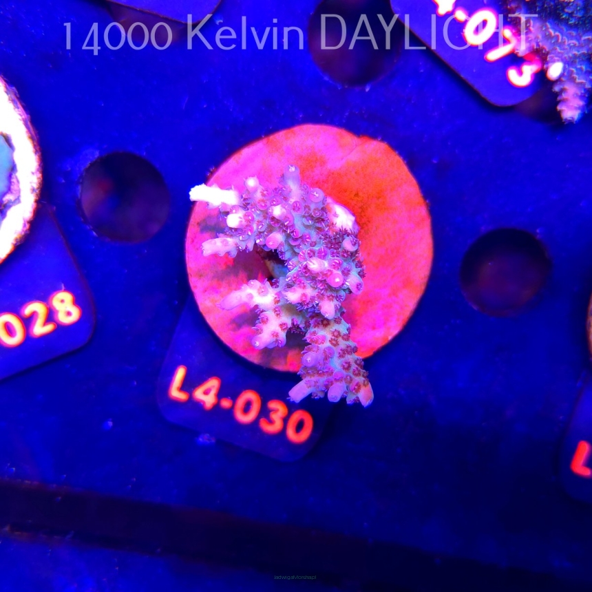 Acropora sp. PREMIUM AUSTRALIA (19.05.2026) L4-030  5cm