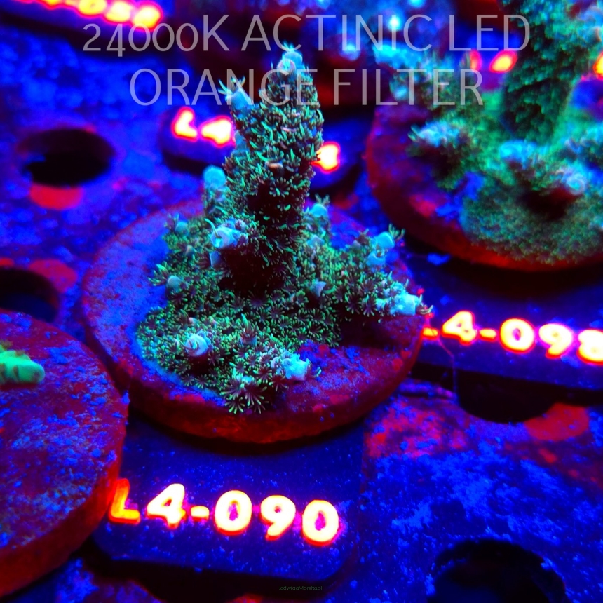 Acropora sp. PREMIUM AUSTRALIA  (07.01.2026) L4-090  5cm