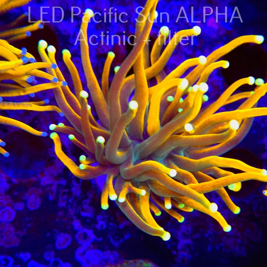  Euphyllia glabrescens SUN OF GOD TORCH (22.03.2024) 1 HEAD
