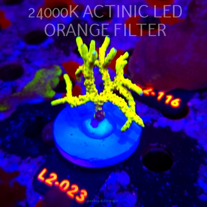 Anacropora WWC SLIMEBALL (17.03.2026) L2-023  7cm