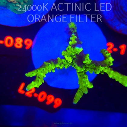 Anacropora WWC SLIMEBALL (12.11.2025) L2-099  5cm