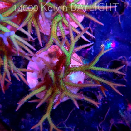 Seriatopora hystrix YELLOW (06.05.2025)  10cm