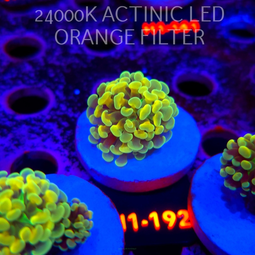 Euphyllia paraancora AUSSIE GREEN HOLOGRAM HAMMER (01.07.2026) H1-192