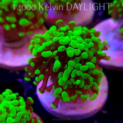 Euphyllia paraancora GREEN HOLOGRAM HAMMER (01.04.2025)
