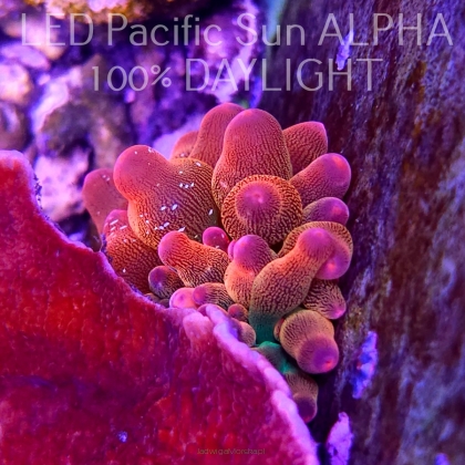 Entacmaea quadricolor RED (06.03.2026) XS