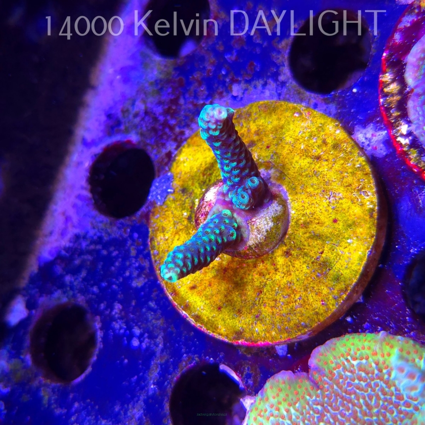 Acropora sp. AUSTRALIA (08.11.2025) MM1-I-23  4cm