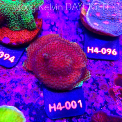 Acropora sp. AUSTRALIA (01.06.2026) H4-001  5cm