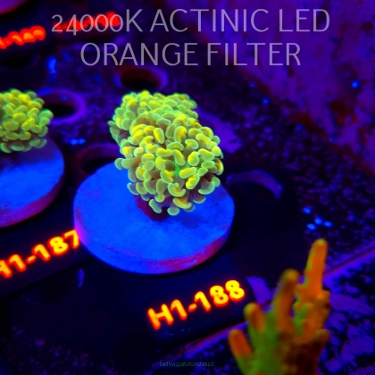 Euphyllia paraancora AUSSIE GREEN HOLOGRAM HAMMER (01.07.2026) H1-188  2H