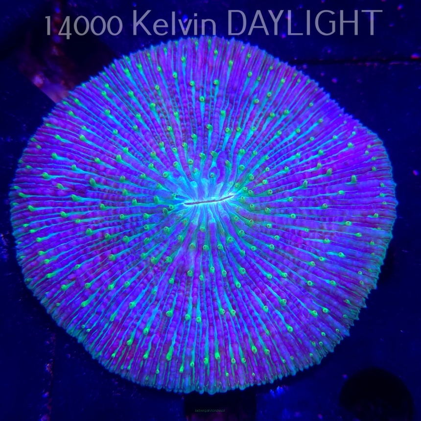 Cycloseris ULTRA BLUE-GREEN (17.01.2026)  10cm