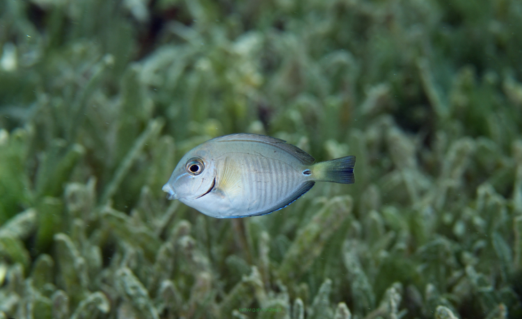 Acanthurus chirurgus 10 cm