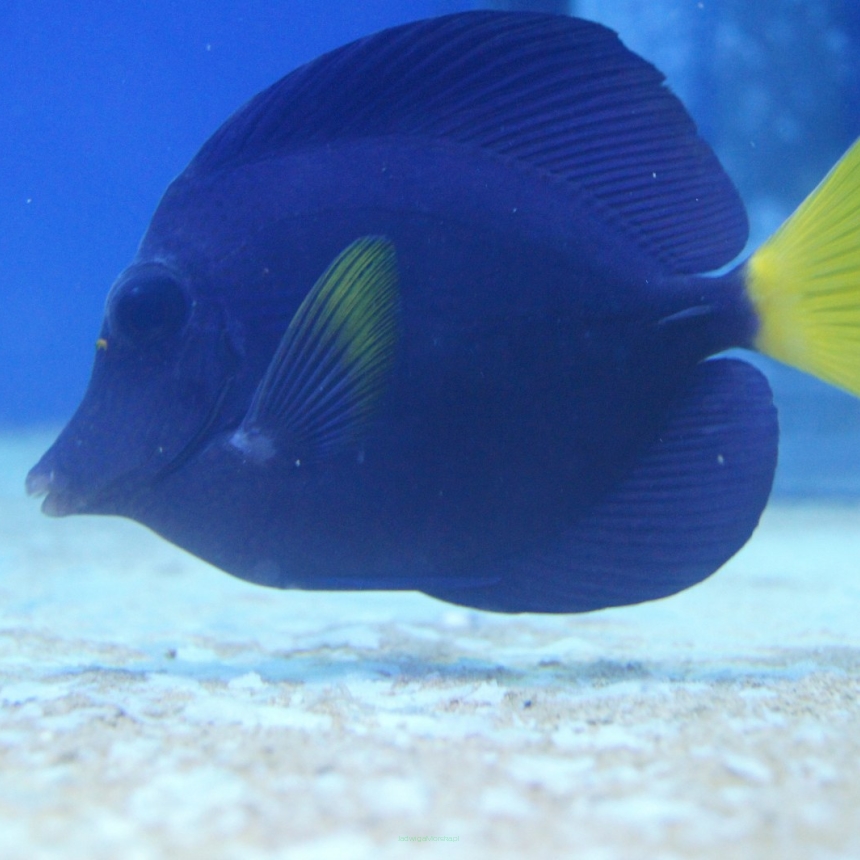 Zebrasoma xanthurus rozmiar 10-11cm