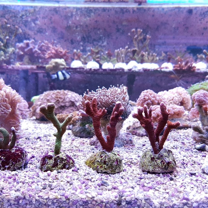  Zestaw startowy SPS - 5 x Montipora (czerwona, zielona, stalowa)