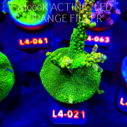 Acropora RR RAINBOW LOOM  (20.05.2026) L4-021  8cm