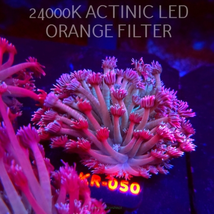 Goniopora stokesi RAINBOW (04.12.2025) KR-050