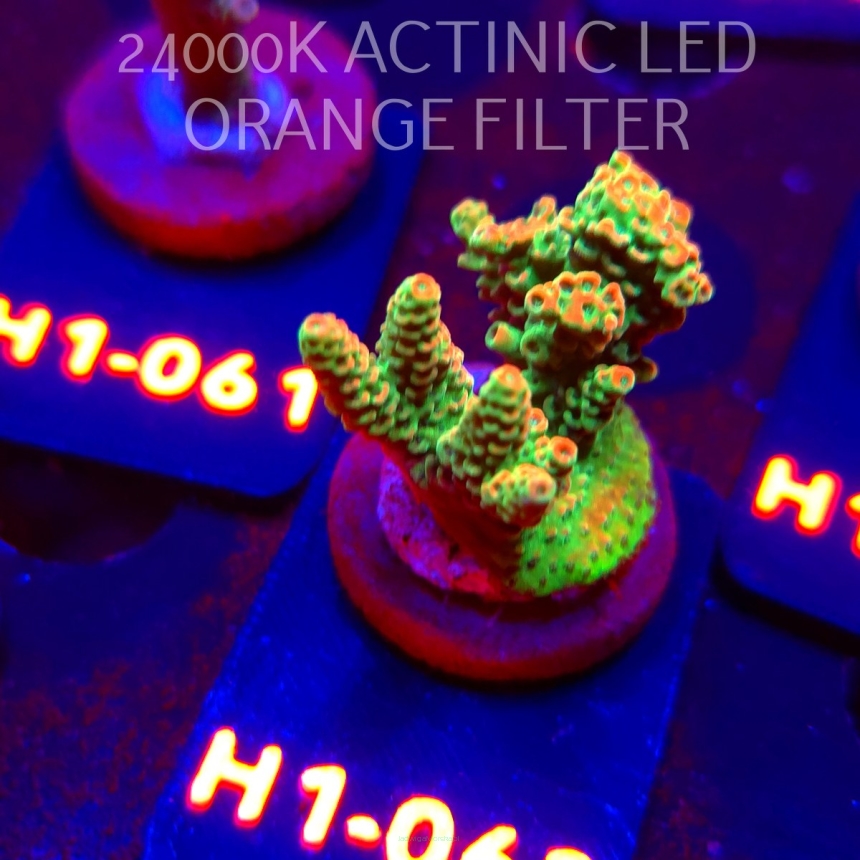 Acropora sp. PREMIUM (24.05.2026) H1-062  4cm