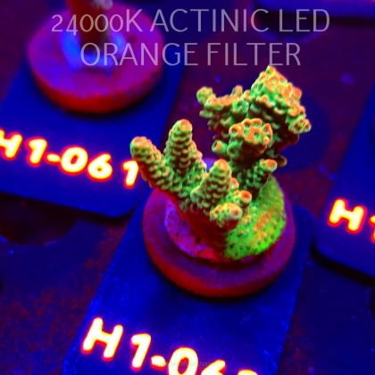 Acropora sp. PREMIUM (24.05.2026) H1-062  4cm