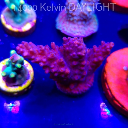 Acropora MICROCLADOS SSC (04.10.2025)  4cm