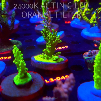 Acropora sp. PREMIUM AUSTRALIA (09.05.2026) L3-049  5cm