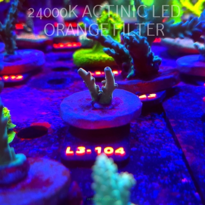 Acropora LORIPES FIJI GOLD (04.01.2026) L3-104  2cm