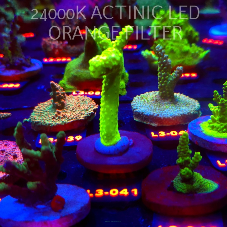 Acropora formosa TOXIC GREEN (09.05.2026) L3-041  10cm