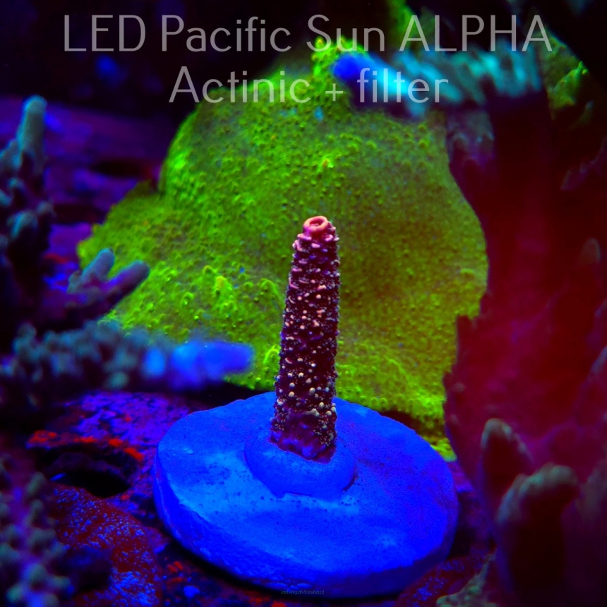 Acropora spathulata (02.02.2025) L3-III-6  5cm