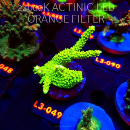 Acropora formosa TOXIC GREEN (10.09.2026) L3-049  9cm