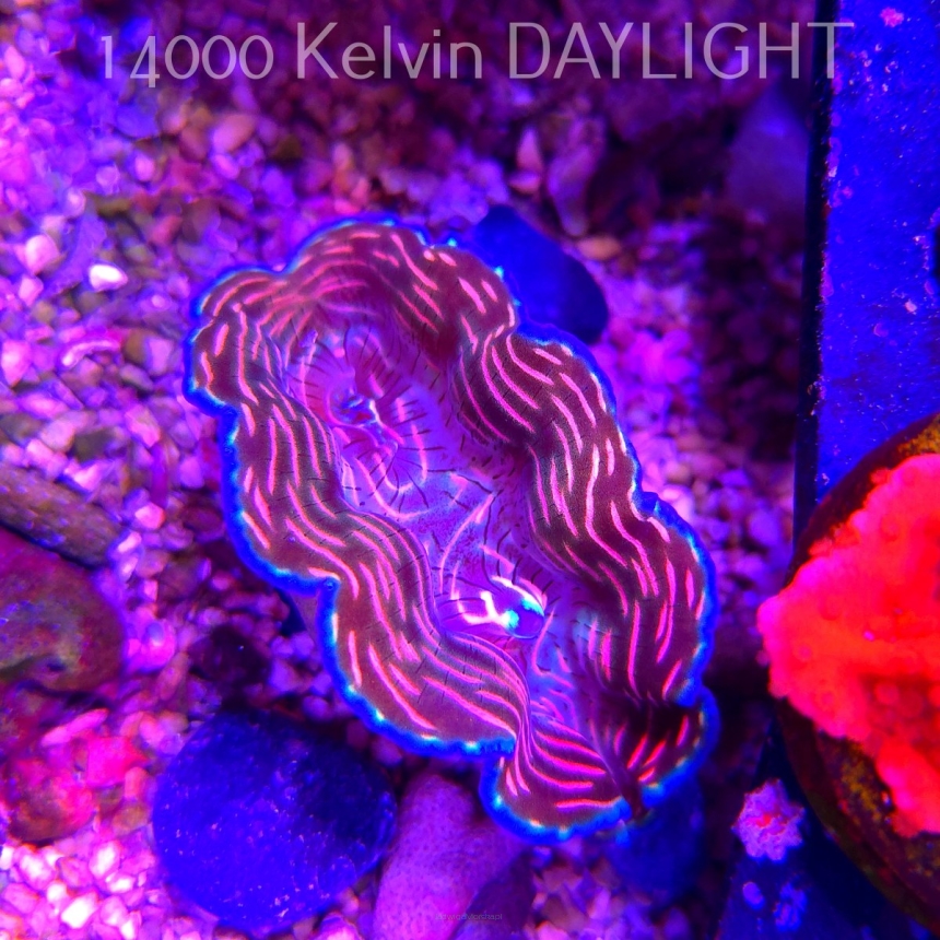 Tridacna derasa ULTRA (20.07.2026)  7cm