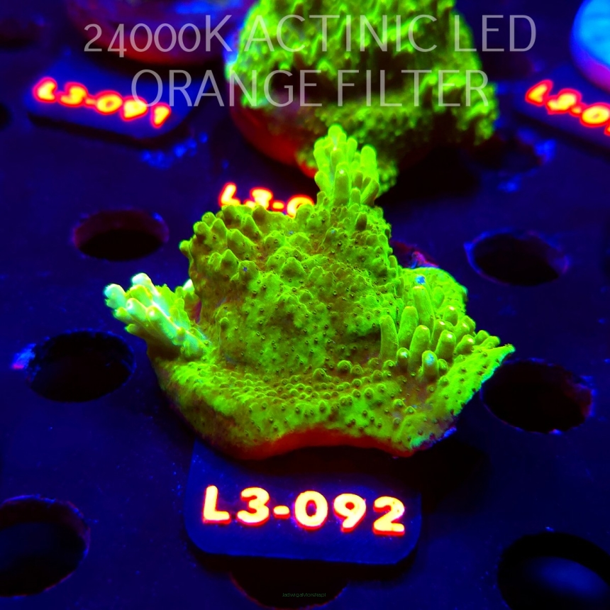 Acropora sp. PREMIUM AUSTRALIA (09.05.2026) L3-092  6cm