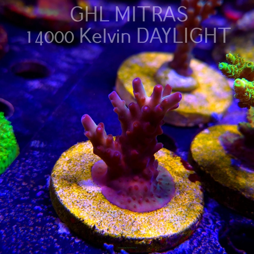 Acropora JMC PINK DREAM (20.02.2025) L4-II-17  5cm
