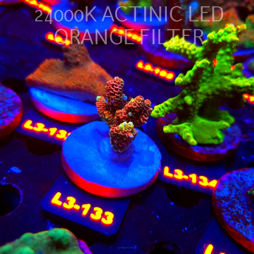 Acropora MILLEPORA RED/YELLOW MORPH (11.09.2026) L3-133  4cm