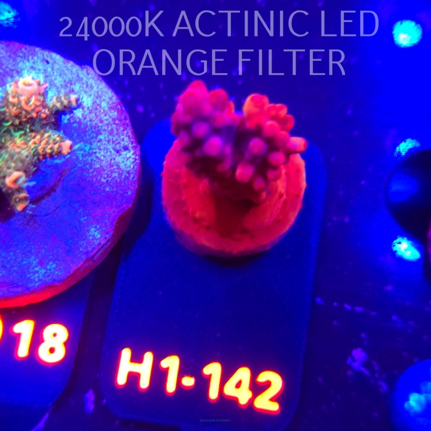 Acropora CHERRY BLOSSOM (04.02.2026) H1-142  4cm