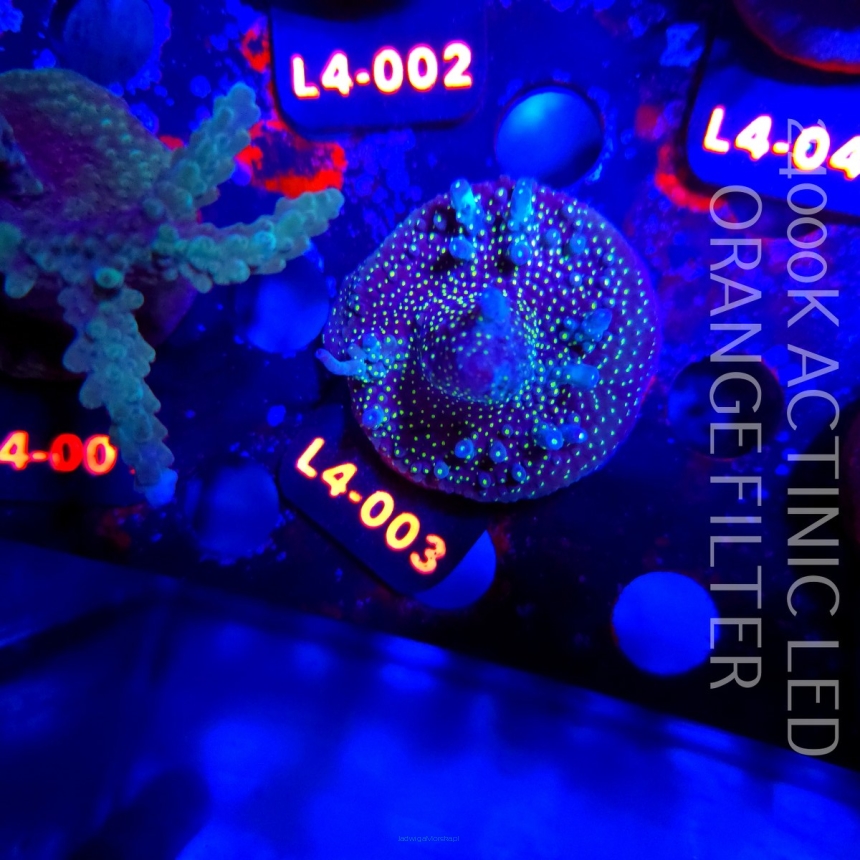 Acropora pinguis BLACK (19.05.2026) L4-003  5cm