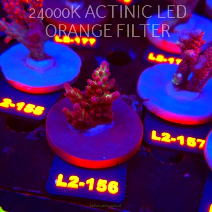 Acropora microclados SSC TYPE (14.08.2026) L2-156  4cm