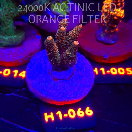 Acropora MILLEPORA RAINBOW (01.02.2026) H1-066  5cm