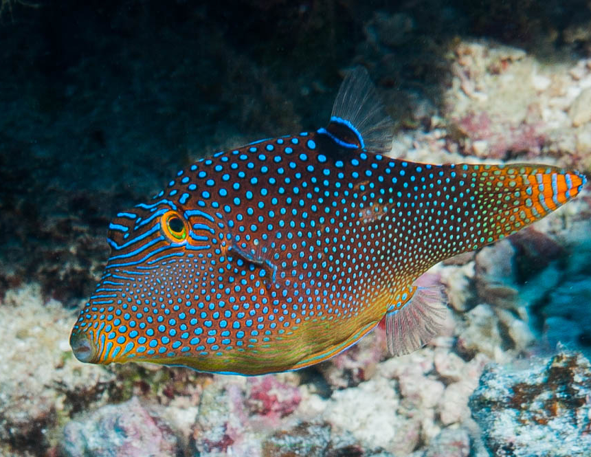 Canthigaster margaritatus rozmiar 9 cm