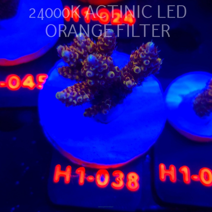 Acropora cytherea GOLD CORAL SEA (25.10.2025) H1-038  5cm